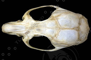 dorsal_skull011.jpg