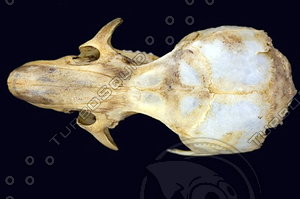 dorsal_skull005.jpg