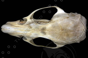 dorsal_skull009.jpg