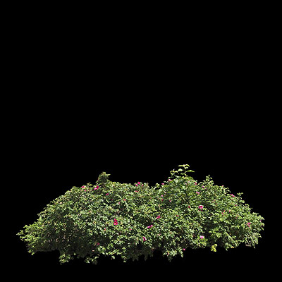Texture JPEG tree bush cutout