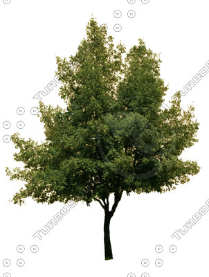 Texture JPEG tree trees leaf
