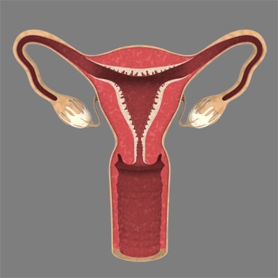 General Photoshop uterus ovaries ovary
