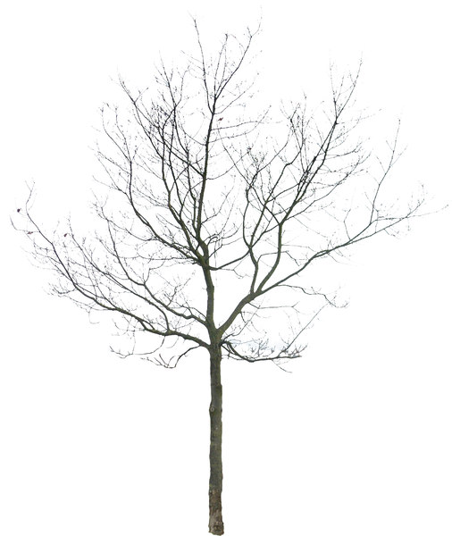 Дерево без листьев на белом фоне