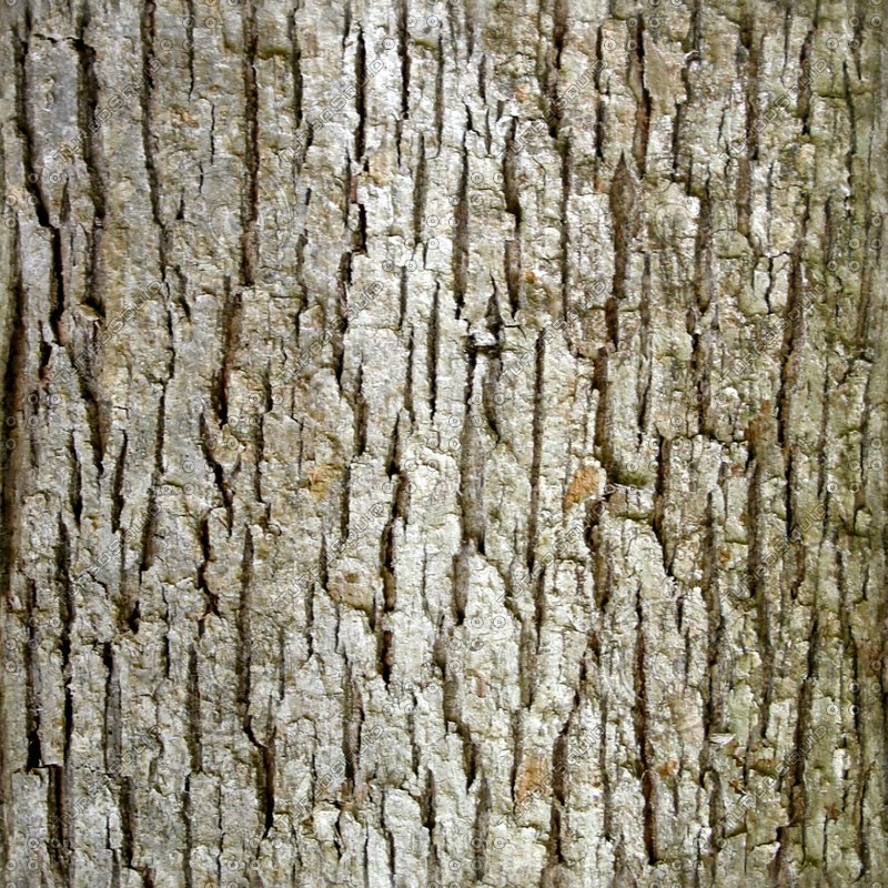 Texture Windows Bitmap Bark Wood Tree