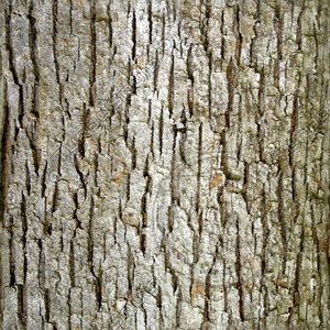 Bark