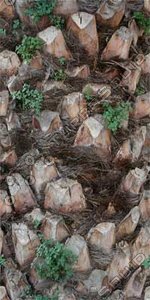 Bark_35