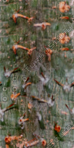 Bark_39