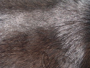 Dog textures and references