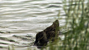 Duck Grass