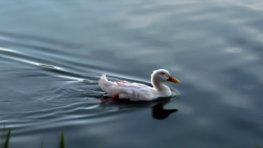 General Quicktime duck swim wildlife