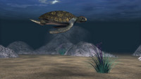 Fish Chase