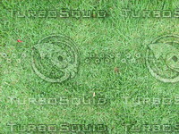 Grass