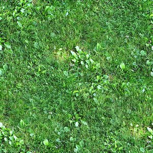 Grass