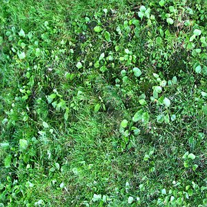 Mixed Grass