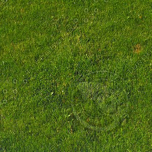 Grass