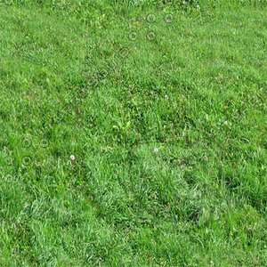 Ground_grass_13