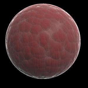 Muscle tissue.mat