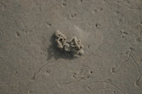 wadden sea 08