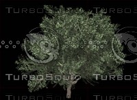 Olea_europaea_A