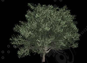 Olea_europaea_A