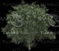 Olea europaea B