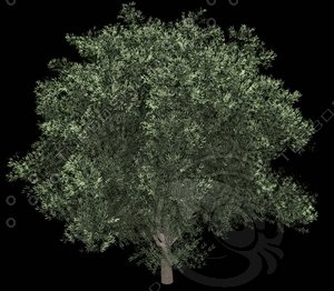 Olea europaea B