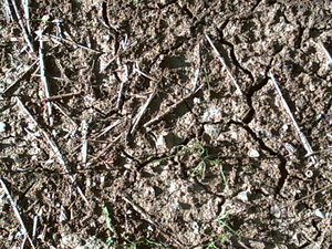 061608-dirtandgrass