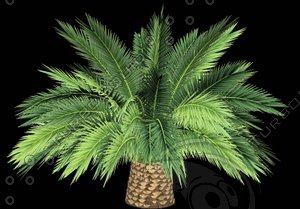 Phoenix_Canariensis_B