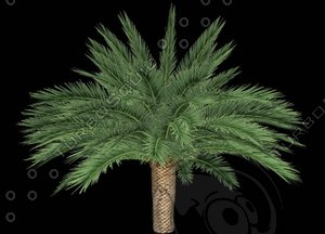 Phoenix Canariensis K