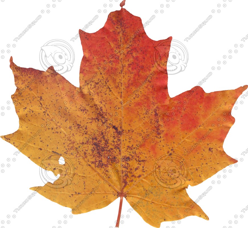 Texture PNG maple leaf fall