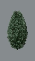 Tree-Conifer_Chinese Juniper