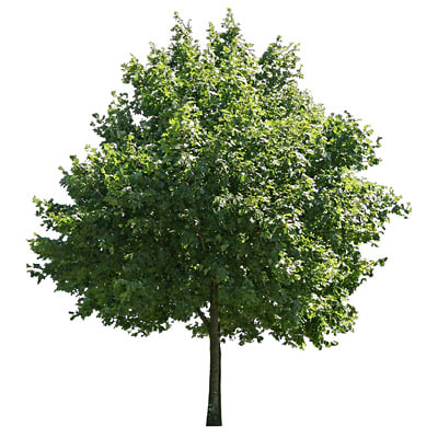 Texture JPEG Tree Trees 3drender