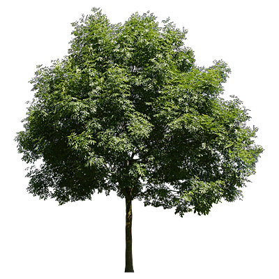 Texture JPEG Tree Trees 3drender