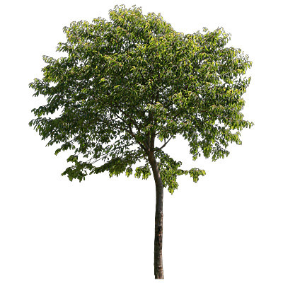 Texture JPEG Tree Trees 3drender