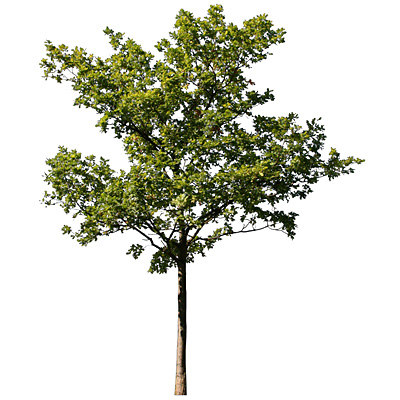 Texture JPEG Tree Trees 3drender