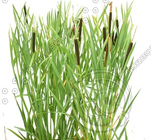 Typha latifolia