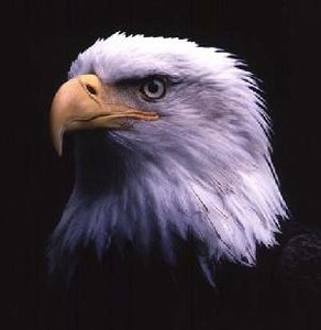bird.wav