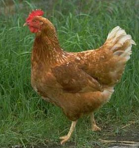 Chicken