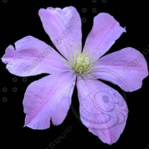 clematis-msk .jpg