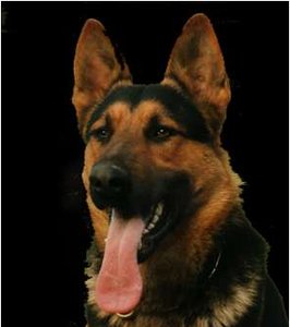 dog.wav