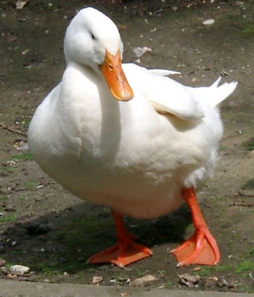 Sound WAV duck