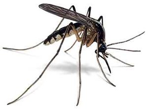fly.wav