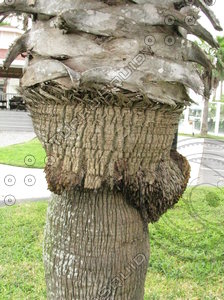 Palm Trunk