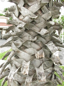 Palm Trunk
