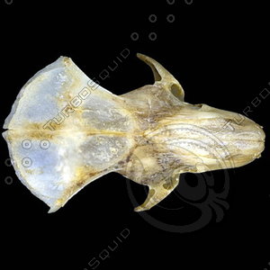 dorsal_skull003.jpg