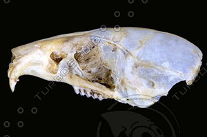 lateral-skull002.jpg