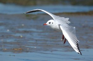 seagulls.wav