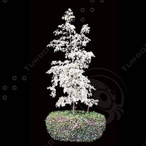 tree-02-05