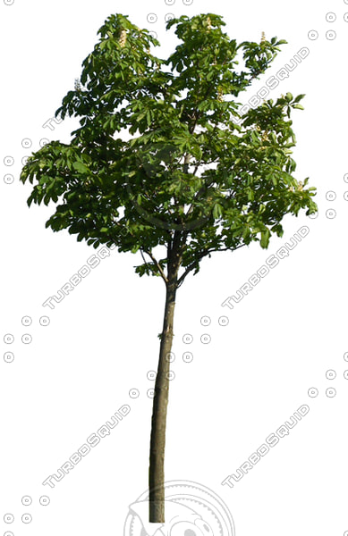 Texture JPEG tree trees leaf