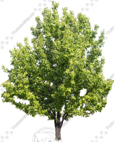 Tree In Jpg Format Texture JPEG tree photo transparent
